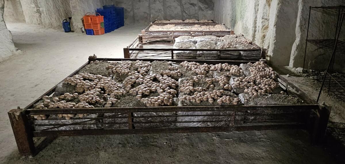 La culture des Champignons de Paris