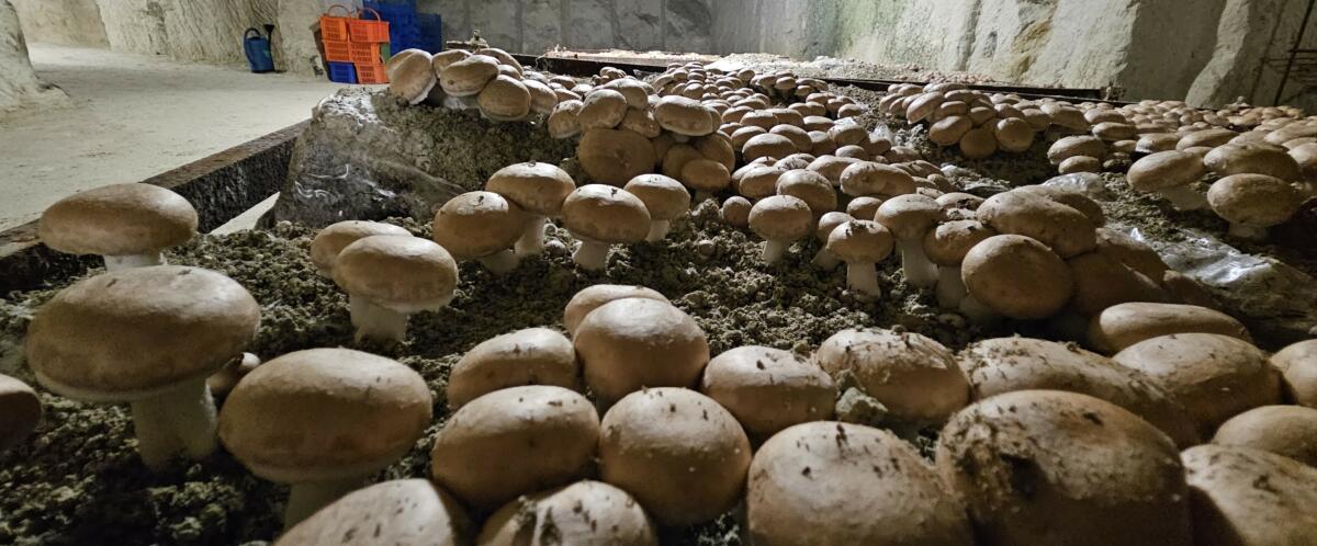 La culture des Champignons de Paris