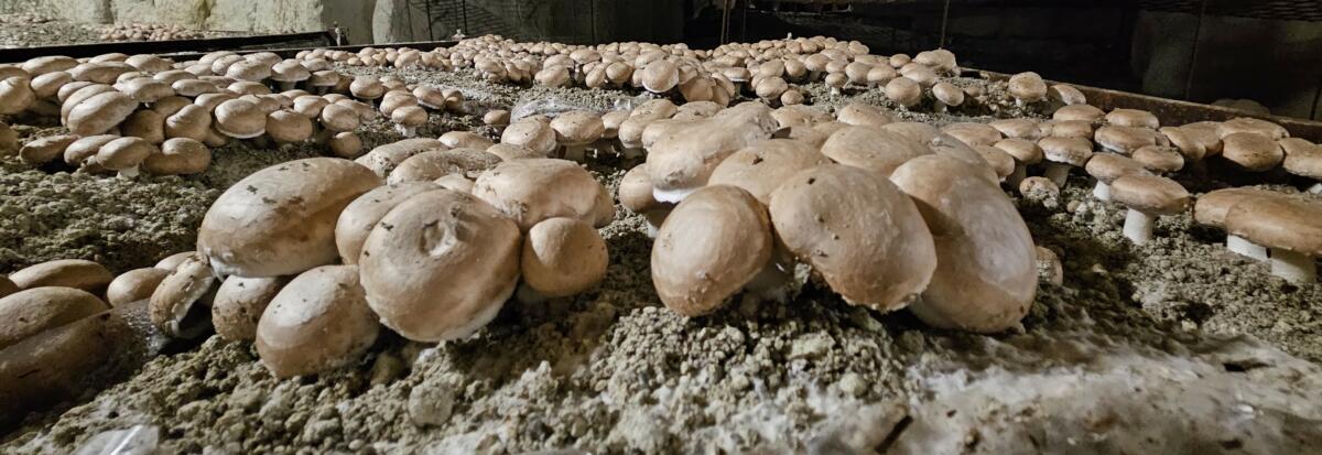 La culture des Champignons de Paris