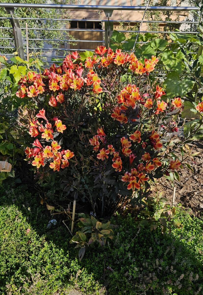 Fleur du Jardin de la Charpenterie