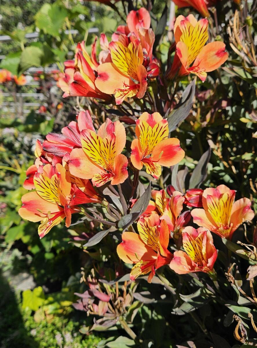 Gros plan Fleur du Jardin de la Charpenterie